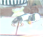 Rat Basketball